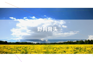 野狗骨头 野狗骨头